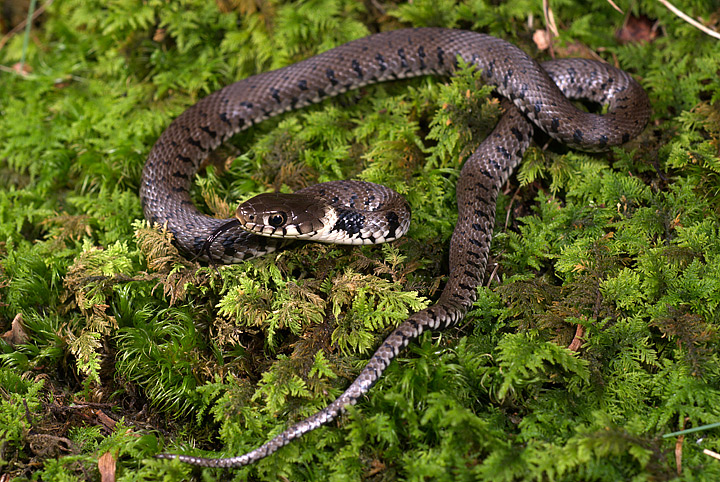 natrix natrix o biscia dal collare, val fontanabuona